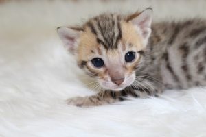 www.amazonbengals.com Brown Black Spotted Male Prince Oscer