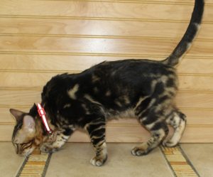 www.amazonbengals.com AmazonBengals Prince Figaro Brown Black Marbled Bengal Kitten