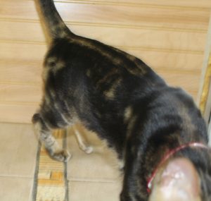 www.amazonbengals.com AmazonBengals Prince Figaro Brown Black Marbled Bengal Kitten