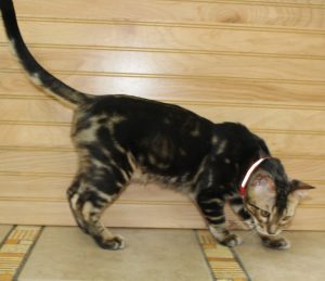 www.amazonbengals.com AmazonBengals Prince Figaro Brown Black Marbled Bengal Kitten