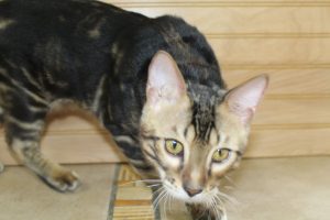 www.amazonbengals.com AmazonBengals Prince Figaro Brown Black Marbled Bengal Kitten