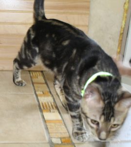 www.amazonbengals.com AmazonBengals Prince Fritz Brown Black Marbled Bengal Kitten