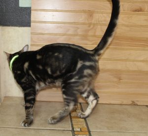 www.amazonbengals.com AmazonBengals Prince Fritz Brown Black Marbled Bengal Kitten