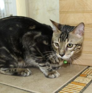 www.amazonbengals.com AmazonBengals Prince Fritz Brown Black Marbled Bengal Kitten