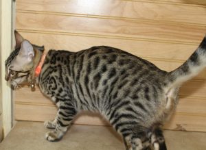 www.amazonbengals.com AmazonBengals Princess Danesca Brown Black Spotted Bengal Kitten