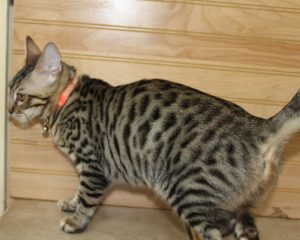 www.amazonbengals.com AmazonBengals Princess Danesca Brown Black Spotted Bengal Kitten