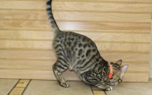 www.amazonbengals.com AmazonBengals Princess Danesca Brown Black Spotted Bengal Kitten