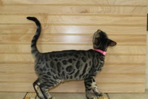 www.amazonbengals.com (AVAILABLE) FEMALE Brown Black Spotted Bengal Kitten Princess Fiona