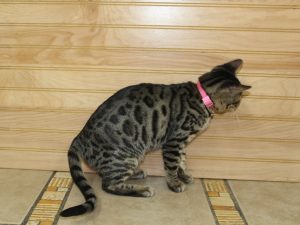 www.amazonbengals.com (AVAILABLE) FEMALE&nbsp; Brown Black Spotted Bengal Kitten&nbsp; &nbsp;Princess Fiona