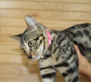 www.amazonbengals.com (AVAILABLE) FEMALE Brown Black Spotted Bengal Kitten Princess Fiona