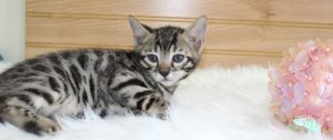 www.amazonbengals.com AmazonBengals Brown Black Spotted Female Princess Marilynn