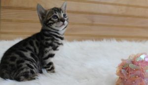 www.amazonbengals.com AmazonBengals Brown Black Spotted Female Princess Marilynn