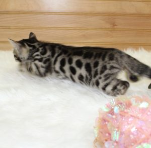 www.amazonbengals.com AmazonBengals Brown Black Spotted Female Princess Marilynn