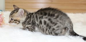 www.amazonbengals.com Brown Black Spotted Female Princess Olivia