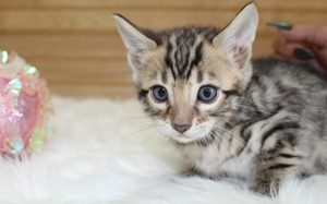 www.amazonbengals.com Brown Black Spotted Female Princess Olivia