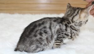 www.amazonbengals.com Brown Black Spotted Female Princess Olivia