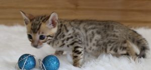 www.amazonbengals.com Brown Black Spotted Male Prince Oline
