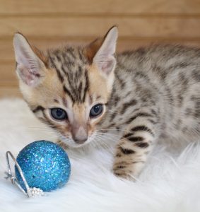 www.amazonbengals.com Brown Black Spotted Male Prince Oline