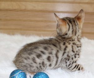 www.amazonbengals.com Brown Black Spotted Male Prince Oline