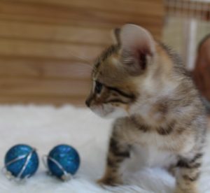 www.amazonbengals.com Brown Black Spotted Male Prince Orie