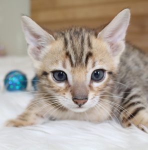 www.amazonbengals.com Brown Black Spotted Male Prince Orie