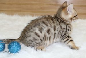 www.amazonbengals.com Brown Black Spotted Male Prince Orie