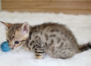 www.amazonbengals.com Brown Black Spotted Male Prince Orie