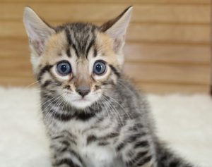 www.amazonbengals.com Brown Black Spotted Male Prince Oscer