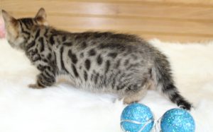 www.amazonbengals.com Brown Black Spotted Male Prince Oscer