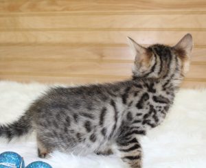 www.amazonbengals.com Brown Black Spotted Male Prince Oscer