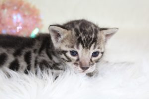 www.amazonbengals.com AmazonBengals Brown Black Spotted Female Princess Marilynn