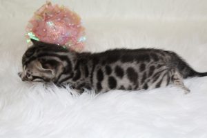 www.amazonbengals.com AmazonBengals Brown Black Spotted Female Princess Marilynn