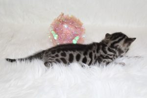 www.amazonbengals.com AmazonBengals Brown Black Spotted Female Princess Marilynn