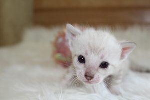 www.amazonbengals.com Seal Lynx Female Princess Stai 1