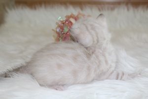www.amazonbengals.com Seal Lynx Female Princess Stai 1