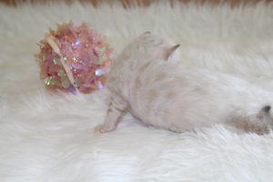 www.amazonbengals.com Seal Lynx Female Princess Stai 1
