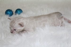 www.amazonbengals.com AmazonBengals Seal Lynx Male Prince Manny