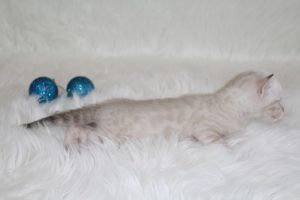 www.amazonbengals.com AmazonBengals Seal Lynx Male Prince Manny