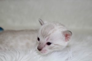 www.amazonbengals.com AmazonBengals Seal Lynx Male Prince Manny