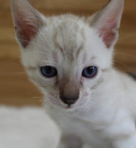 www.amazonbengals.com AmazonBengals Seal Lynx Male Prince Manny