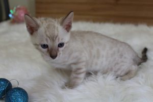 www.amazonbengals.com AmazonBengals Seal Lynx Male Prince Manny