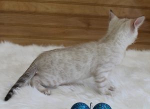 www.amazonbengals.com AmazonBengals Seal Lynx Male Prince Manny
