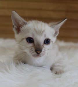 www.amazonbengals.com Seal Lynx Female Princess Stai 1
