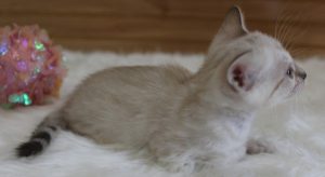 www.amazonbengals.com Seal Lynx Female Princess Stai 1