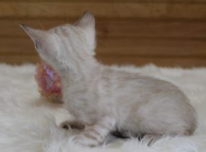 www.amazonbengals.com Seal Lynx Female Princess Stai 1