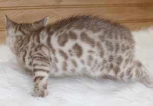 www.amazonbengals.com AmazonBengals Seal Mink Spotted Male Prince Milam