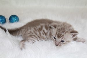 www.amazonbengals.com AmazonBengals Seal Mink Spotted Male Prince Milam