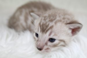 AmazonBengals Seal Mink Spotted Male Prince Milam