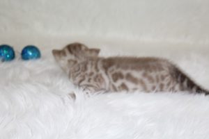 AmazonBengals Seal Mink Spotted Male Prince Milam
