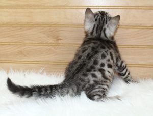 www.amazonbengals.com AmazonBengals Silver Black Spotted Male Prince DOM